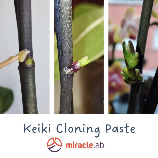 keiki cloning paste United states